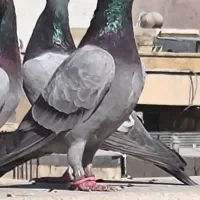 نر سبز پلاکی جوان پرشی