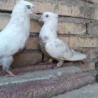 کبوتر|پرنده|کارون, |دیوار