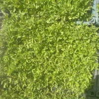 تولکی فلفل