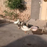 فروش غاز