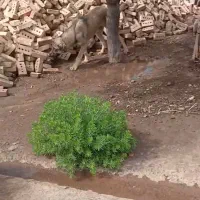 سگ ماده عراقی
