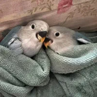 جوجه کوتوله برزیلی جذاب و زیبا