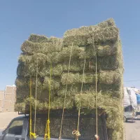 فروش بیده