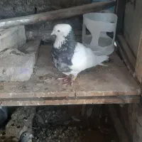 جفت کفتر