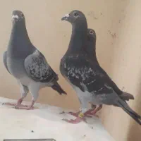 سه ماده مگس چاپی آلمانی خطر