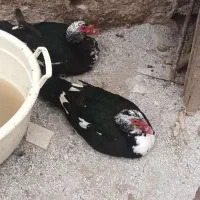 اردک اسرائیلی اصیل وسنگین وزن خالص