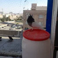 کبوترپرشی