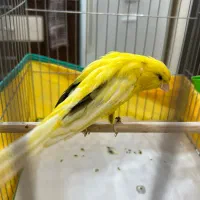 قناری‌رسمی بلند‌ ، نر ، سالم و زیبا