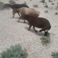 بره برای فروش