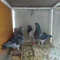 3جفت پلاکی درجه یک بشرط