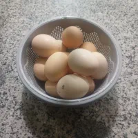 تخم مرغ بومی ارگانیک