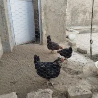 فروش سه مرغ گلین