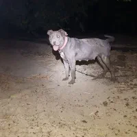 پیتبول|سگ|محمدیار, |دیوار