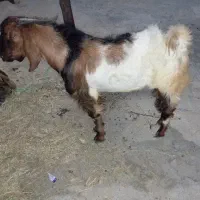 نری تالی
