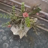 درختچه باسنگ اکواریوم