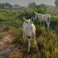 فروش دوخرماده سواری باری اوستن پنج ماهه