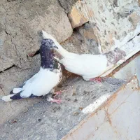 کفتر|پرنده|ملکآباد, |دیوار