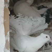 کفتر کاکلی دم چتری