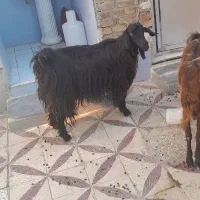 تیربز درجه ا