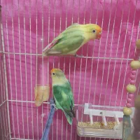 کوتوله برزیلی جفت