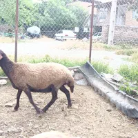 یک راس گوسفند داشتی جوان  ،