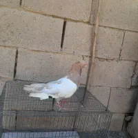 دو عدد کبوتر
