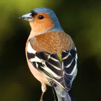سهره خاکی