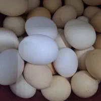 تخم مرغ رسمی