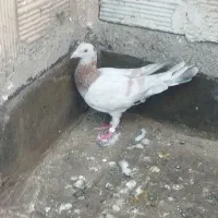 کفتر نرماده سبز سار