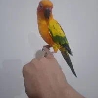 طوطی خورشیدی رام دستی
