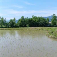 3255متر شالی اسالم خیابان جلال