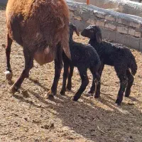 میش دوقلو جفت بره نر