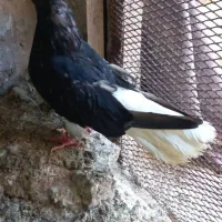 کبوتر ماده اشعل ماه طوقی