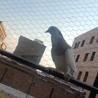 کبوتر بادکنکی