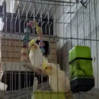 دو عدد عروس هلندی مولد بفروش میرسد