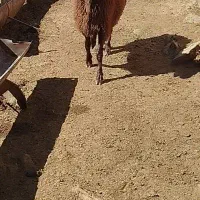 بره قوچ همو