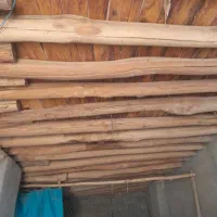 فروش ۱۰۰عدد درخت خشک