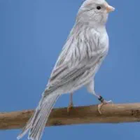 قناری قفسی