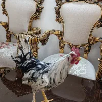 خروس گلین