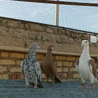کبوتر پلاکی زرد پشت سرخ سرور