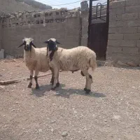 بره نر