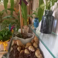 فروش تعدادی حلزون همراه بااکواریوم