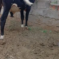 گاو نر چاق