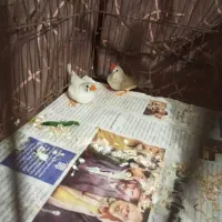 فنج  نر ماده