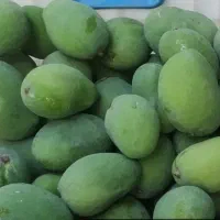 انبه ترشی رودان
