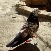 کبوتر نژاد دار
