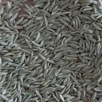 تخم کاهو سفید لوکس