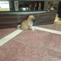 سگ فلت ۲ ماهه