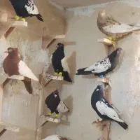 ۱۰تا کبوتر سینه باهم