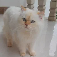 واگذاری ‌‌( فروش)   گربه ۱۱ ماهه بریتیش نر